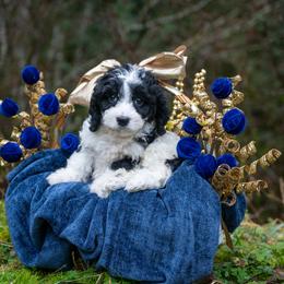 Joseph - Black and white male Cavapoo puppy in Bellingham, Washington from My Sweet Poodles and Doodles
