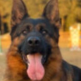 German Shepherds from Iron Crest Shepherds