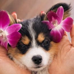 Papillons from Papillon's of Polk County Florida