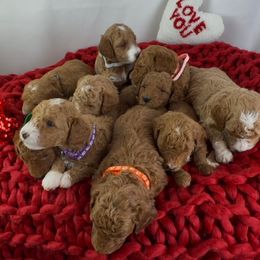 Goldendoodle Puppies from Maryland Designer Doodles