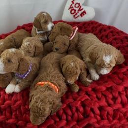 Goldendoodle Puppies from Maryland Designer Doodles