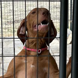 Tiara - Vizsla