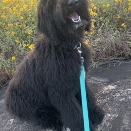 Goldendoodle Puppies from FamilyLoved Doodles