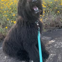 Goldendoodle Puppies from FamilyLoved Doodles