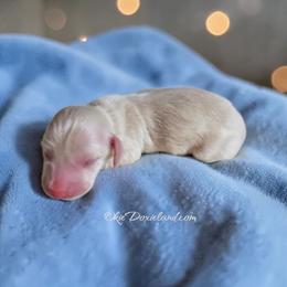 Massey - Cream male Dachshund puppy in Oklahoma City, Oklahoma from OkieDoxieland Dachshunds