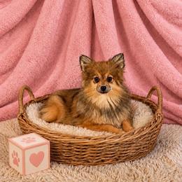 Raina - Pomeranian