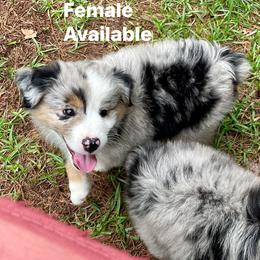 Girl 1 - Miniature American Shepherd puppy in Eclectic, Alabama from Solid Rock Miniature American Shepherds