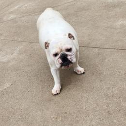 Winter - Bulldog