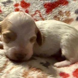 Boy 1 - Fawn (Isabella) male Dachshund puppy in Cherokee, Oklahoma from Special “K” Dachshunds