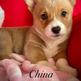 China - Triple clear - Akc reg - White and red female Pembroke Welsh Corgi puppy in Hesperia, California from Amatskennel - Stubby Tails Ranch