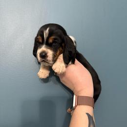 Harry Potter - Black white and brown male Basset Hound puppy in Leroy, Michigan from Iron Sentry Farms