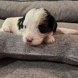 Prada (Parti) - Parti female Yorkipoo puppy in Duncan, South Carolina from Sonshine Yorkies