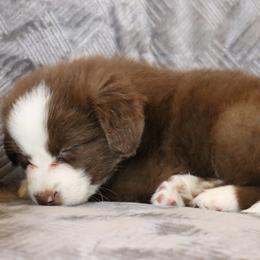 Miniature American Shepherd Puppies from AKC Emerald Minis