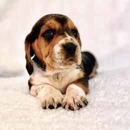 Basset Hound Puppies from Low and Slow Basset Hounds