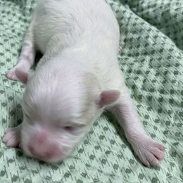 Boy 2 - White male Maltese puppy in Hillman, Michigan from Susan's Maltese
