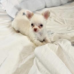 Chihuahua and Shih Tzu Puppies from Cuties 4 You