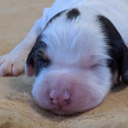 Working home needed - Black white and tan male English Cocker Spaniel puppy in Phillips, Nebraska from Fenloch Gundogs