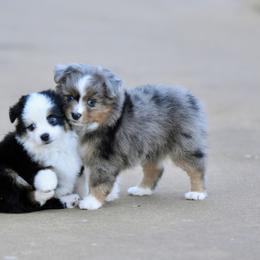 Miniature American Shepherd, Miniature Australian Shepherd, and Toy Australian Shepherd Puppies from Shooting Stars Ranch Toy and Mini Aussies