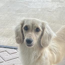 Pearl - Dachshund