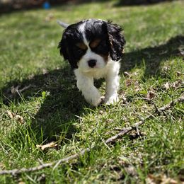 Cavalier King Charles Spaniel Puppies from Grand Oaks Cavaliers