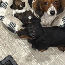 Dachshund All Grown Up from Hayward's House of Dach's