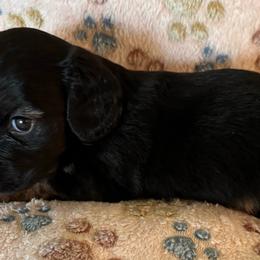 Blaze - Black and cream male Dachshund puppy in Nampa, Idaho from 208 Wiener Wiggle Butts LLC