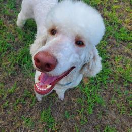 Honey - Poodle