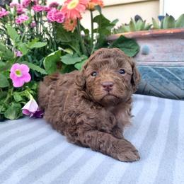 Poodle Puppies from 'Capon Cuties