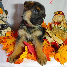 German Shepherd Puppies from Kindheitstraum Kennels