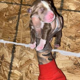 Girl 1 - Brown and white female Siberian Husky puppy in Uhland, Texas from Siberian Huskies