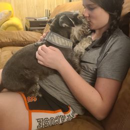 Miniature Schnauzer Puppies from SkyHigh Kennels