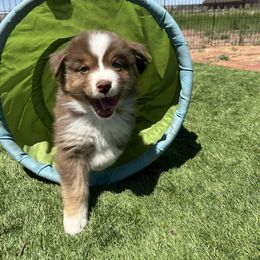 Australian Shepherd Puppies from Thunder River