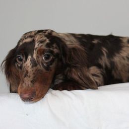 Lotus - Dachshund