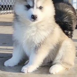 Boy 1 - Gray and white male Pomsky puppy in Tennessee from Hudson’s Huskies & Pomskies