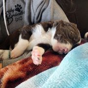 "Aster from the Flower litter" Bordoodle Puppies from Brisby Bordoodles