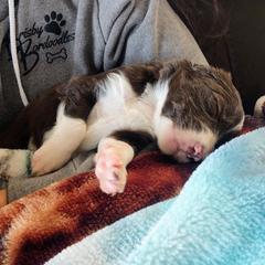 "Aster from the Flower litter" Bordoodle Puppies from Brisby Bordoodles