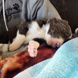 "Aster from the Flower litter" Bordoodle Puppies from Brisby Bordoodles