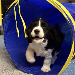 English Springer Spaniel Puppies from Timberwood English Springer Spaniels