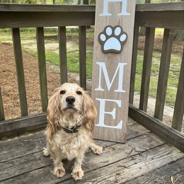 Sandy - English Cocker Spaniel