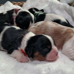 Cavalier King Charles Spaniel Puppies from Roy-alty Cavaliers