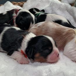 Cavalier King Charles Spaniel Puppies from Roy-alty Cavaliers