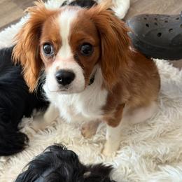 DUKE - Blenheim male Cavalier King Charles Spaniel puppy in Cleveland, Georgia from Cavalier Country Farm