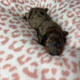 Helen - Dapple female Dachshund puppy in Lake City, Florida from My Ditzy Doxies of Florida