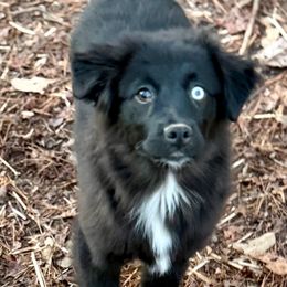Sedona - Black & white female Miniature Australian Shepherd puppy in Patterson, North Carolina from DreamLine Aussies