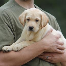 Audrey Hepburn - Yellow female Labrador Retriever puppy in Morriston, Florida from Penny Lane Labradors