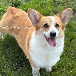 Bella - Pembroke Welsh Corgi