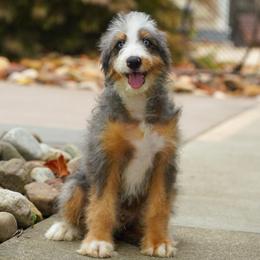 Shawn (socialization program grad) - Blue merle male Bernedoodle puppy in Dundee, Ohio from Down Home Doodle