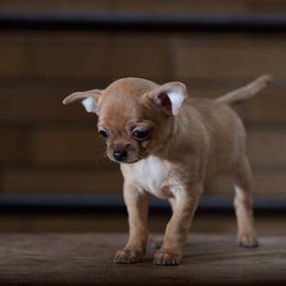 Chihuahuas from Kachel chihuahuas