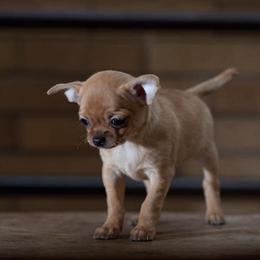 Chihuahuas from Kachel chihuahuas
