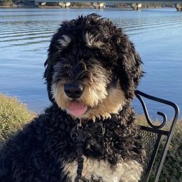 Bernedoodles and Goldendoodles from Jefferson Doodles